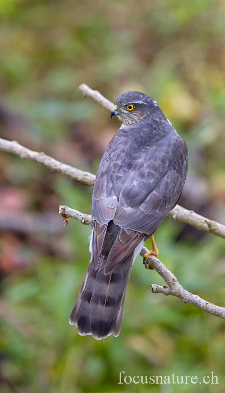Epervier 7916.jpg - Épervier d'EuropeAccipiter nisusEurasian Sparrowhawk (Ermitage, Genève, Suisse, février 2012)